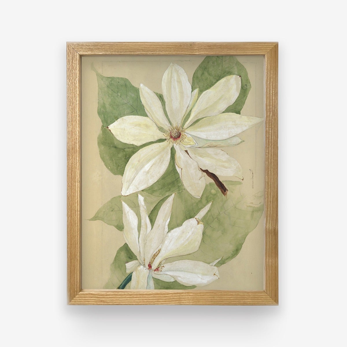 Study of Magnolias Art Print by Artifact Uprising | Prints